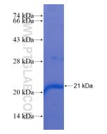 Recombinant human OPN4 protein Ag21622 proteintech