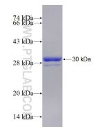 Recombinant human ELAVL4 protein Ag21830 proteintech