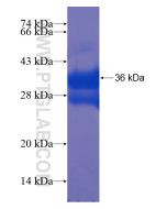 Recombinant human TLX1 protein Ag21899 proteintech