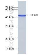 Recombinant human WDR26 protein Ag22247 proteintech