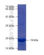 Recombinant human ZNF193 protein Ag22395 proteintech