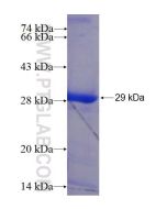 Recombinant human DYDC2 protein Ag22443 proteintech