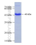 Recombinant human PLA2R1 protein Ag22448 proteintech