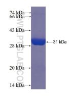 Recombinant human ZCCHC2 protein Ag22744 proteintech