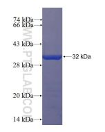 Recombinant human CCDC33 protein Ag22881 proteintech