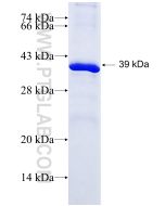Recombinant human MAPK4 protein Ag22999 proteintech
