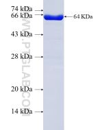 Recombinant human EXOC1 protein Ag2303 proteintech