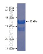 Recombinant human BIRC7 protein Ag23247 proteintech