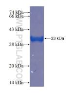 Recombinant human C16orf61 protein Ag23319 proteintech