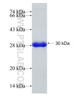 Recombinant human C2orf3 protein Ag23323 proteintech