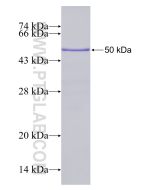 Recombinant human KIAA1109 protein Ag23625 proteintech