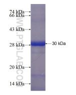 Recombinant human YRDC protein Ag23633 proteintech