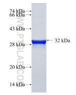 Recombinant human FAM78B protein Ag23650 proteintech