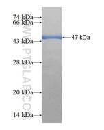 Recombinant human C1orf93 protein Ag23669 proteintech
