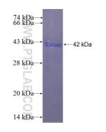 Recombinant human WDR34 protein Ag23853 proteintech
