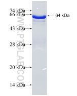 Recombinant human C4BPA protein Ag2387 proteintech
