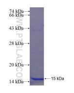 Recombinant human C9orf80 protein Ag23919 proteintech