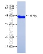 Recombinant human ARPP-21 protein Ag2399 proteintech