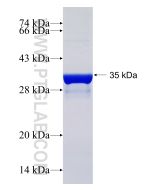 Recombinant human CPO protein Ag24059 proteintech