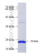 Recombinant mouse IL-17A protein Ag24087 proteintech