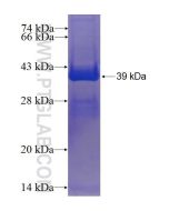 Recombinant human GLE1 protein Ag24208 proteintech