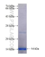 Recombinant human SLC26A1 protein Ag24306 proteintech