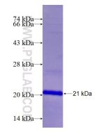 Recombinant human ALG11 protein Ag24457 proteintech