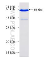 Recombinant human DMAP1 protein Ag24530 proteintech