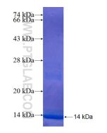 Recombinant human TEAD1 protein Ag24624 proteintech
