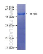 Recombinant human ADRM1 protein Ag24699 proteintech