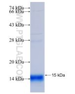 Recombinant mouse Gm-csf protein Ag24819 proteintech