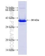 Recombinant human FOXN1 protein Ag24823 proteintech