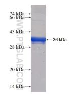 Recombinant human TNIP3 protein Ag24925 proteintech