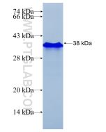 Recombinant human EGFR protein Ag24947 proteintech