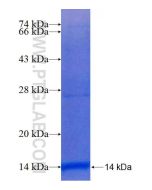 Recombinant human SLC12A7 protein Ag24954 proteintech