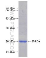 Recombinant human ABO protein Ag25023 proteintech