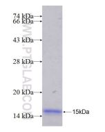 Recombinant human ABO protein Ag25024 proteintech