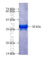 Recombinant human PMAIP1 protein Ag25130 proteintech