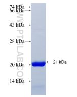Recombinant human CRH protein Ag25242 proteintech