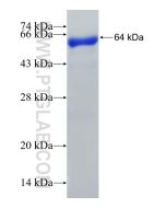 Recombinant human BCL6 protein Ag25430 proteintech