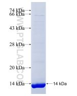 Recombinant human GRPR protein Ag25443 proteintech