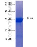 Recombinant human RECK protein Ag25512 proteintech