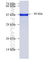 Recombinant human ANGPTL1 protein Ag25529 proteintech