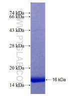 Recombinant human ADAMTS4 protein Ag25592 proteintech