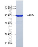Recombinant human KCTD6 protein Ag25617 proteintech