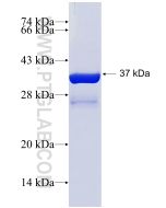 Recombinant human PCBD2 protein Ag2562 proteintech