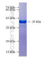 Recombinant human PSMD9 protein Ag25638 proteintech
