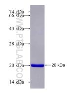 Recombinant human POLRMT protein Ag25699 proteintech