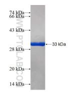 Recombinant human SIVA1 protein Ag25748 proteintech