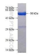 Recombinant human EXOSC8 protein Ag2605 proteintech